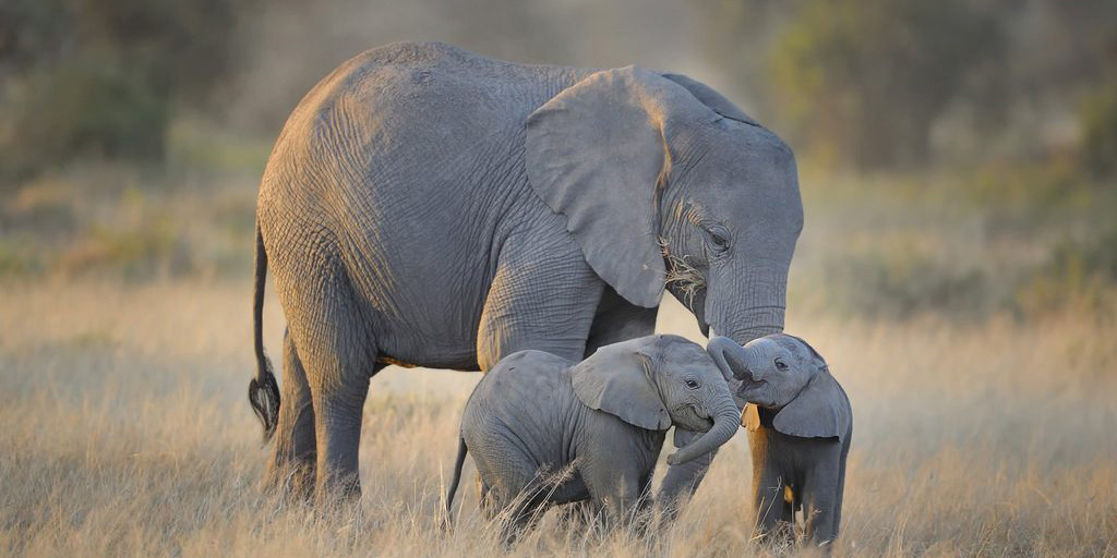 Tanzania Safari