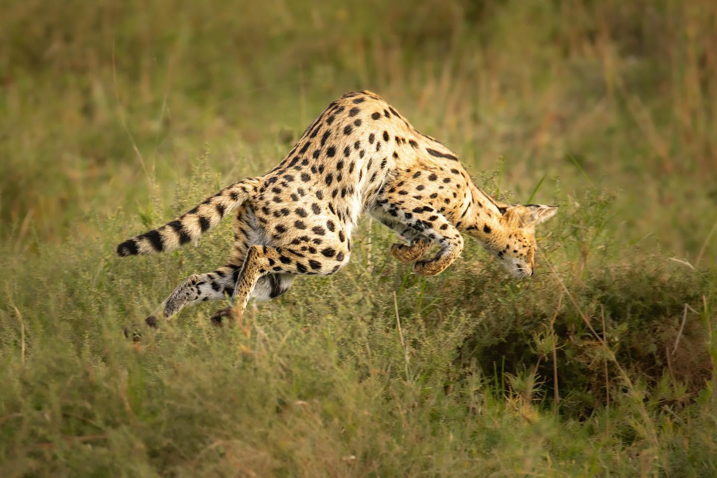 6 Days Tanzania Safari